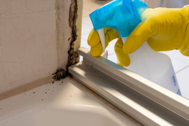 Best Health and Safety Mold Remediation in Salida, CA