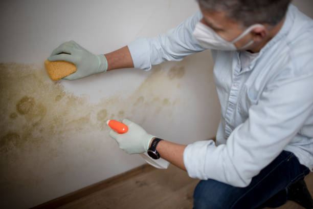 Trusted Salida, CA Mold Remediation Experts