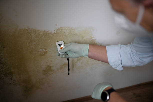 Best Residential Mold Remediation in Salida, CA