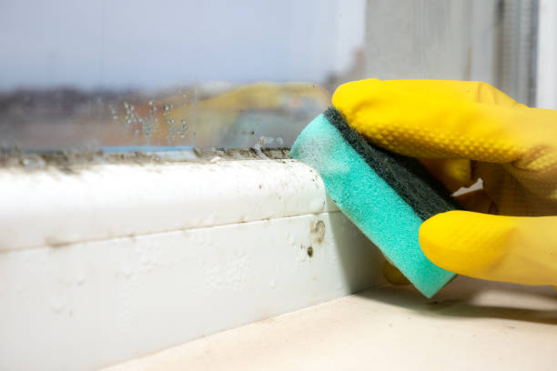 Best Mold Testing and Inspection Services in Salida, CA