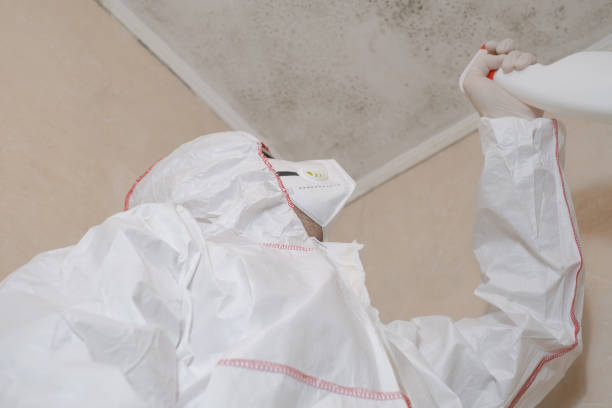 Best Attic Mold Remediation in Salida, CA