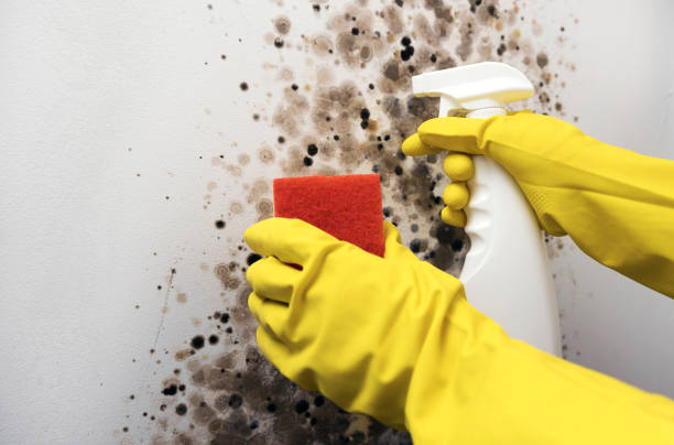 Best Residential Mold Remediation in Salida, CA
