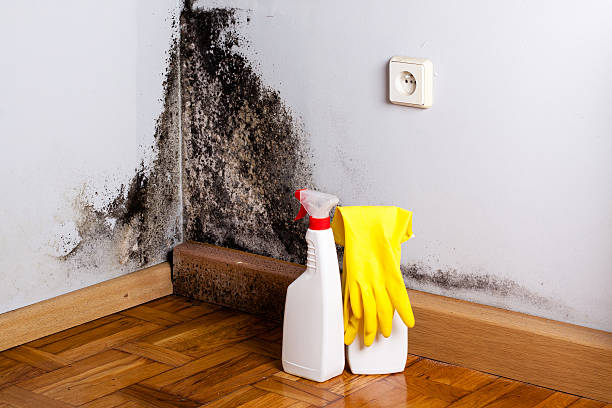 Best DIY Mold Remediation Support Services in Salida, CA