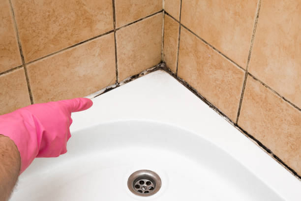 Best DIY Mold Remediation Support Services in Salida, CA